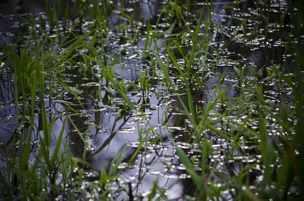 Grass in the river — Stock Photo, Image