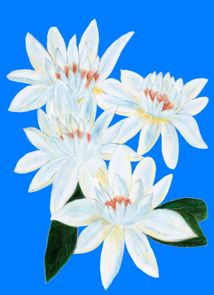 resmi bir yazar bir beyaz çiçekleri taşlar hakkında