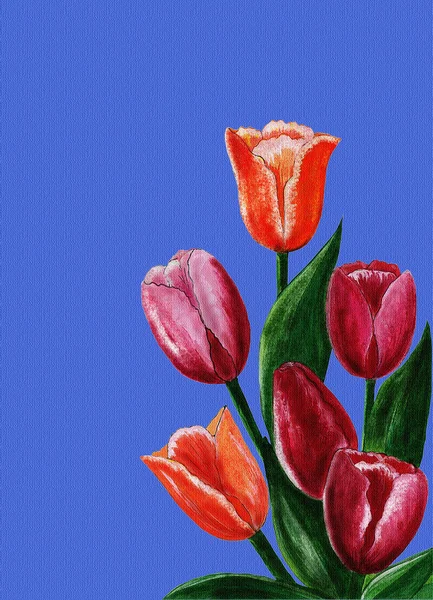 The tulips — Stock Photo, Image