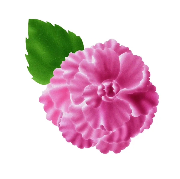 Begonia różowy Zdjęcie Stockowe