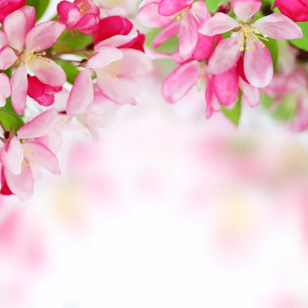 Primavera macia flores de maçã fundo — Fotografia de Stock