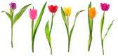 Tavaszi tulipán virágok egy sorban, elszigetelt fehér
