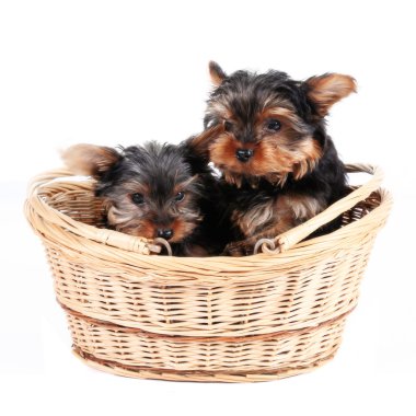 sepet içinde Yorkshire terrier yavruları