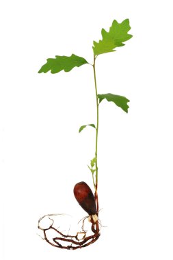 meşe ağacı fide kökleri ile