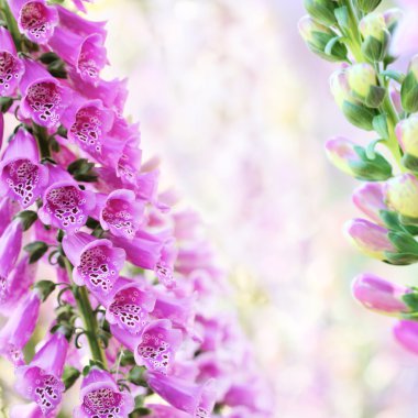 bokeh arka plan bahar yaz digitalis veya yüksükotu çiçek