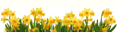 Spring daffodils border clipart