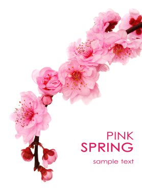 Spring cherry flowers clipart