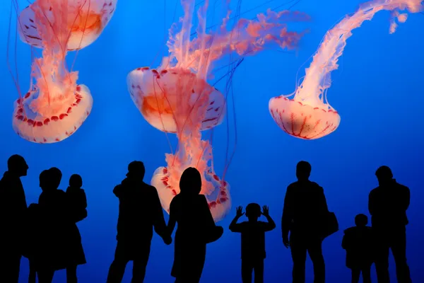 watching giant jellyfish in the aquarium