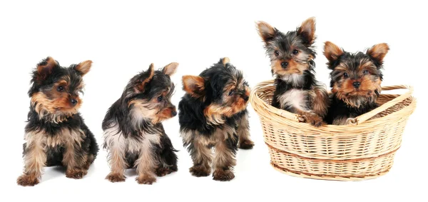 Yorkshire Terrier cachorros en una fila —  Fotos de Stock