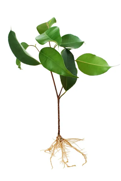 Planta cultivada de sementes de árvore de Ficus com raízes — Fotografia de Stock