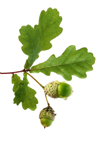 Rama de roble con bellotas — Foto de Stock