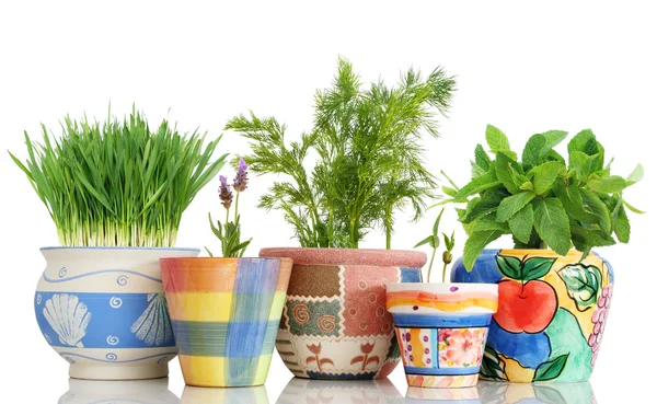 Herb Garden — Stok fotoğraf