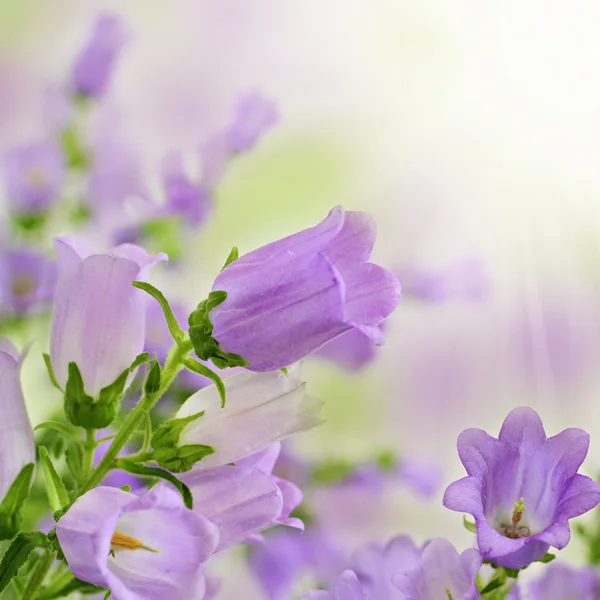 Purple spring summer flowers on bokeh background — Stock Photo, Image