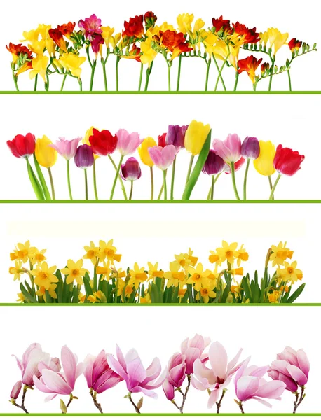 Spring flower borders — Stock Photo, Image