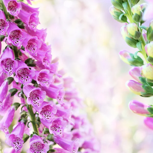 Primavera verão digitalis ou flores de luva de raposa no fundo bokeh — Fotografia de Stock