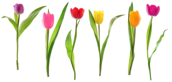 Fleurs de tulipes printanières dans une rangée isolée sur blanc — Photo