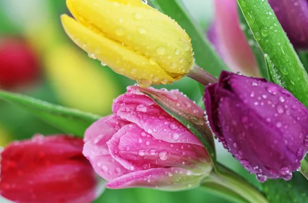 Spring tulip flowers close-up — Stock Photo, Image