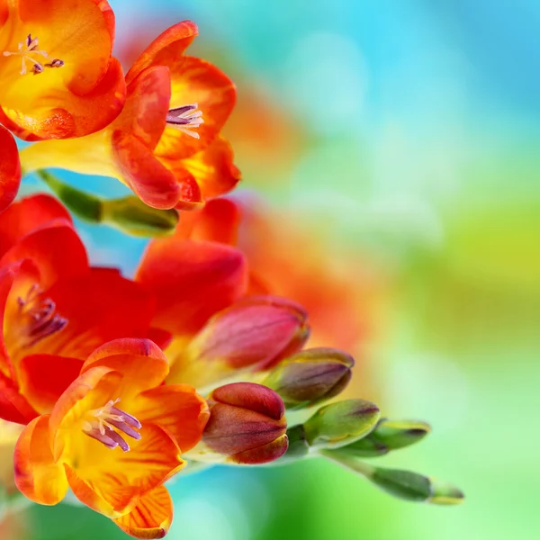 Bokeh arka plan bahar fresia çiçekler — Stok fotoğraf