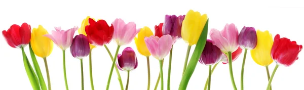 Spring tulip flowers in a row — Stock Photo, Image