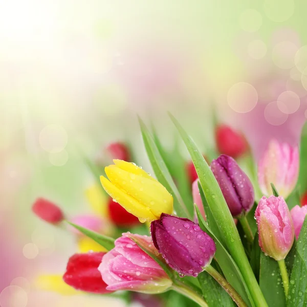 Spring tulip flowers — Stock Photo, Image