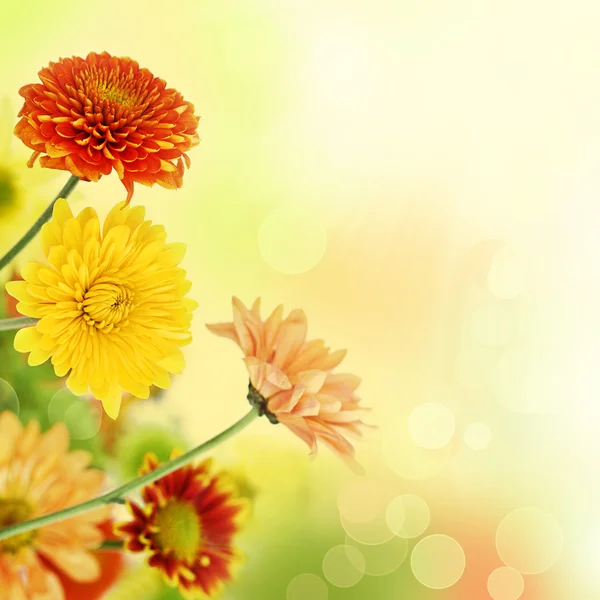 Colorful mums flowers on warm bokeh background — Stock Photo, Image