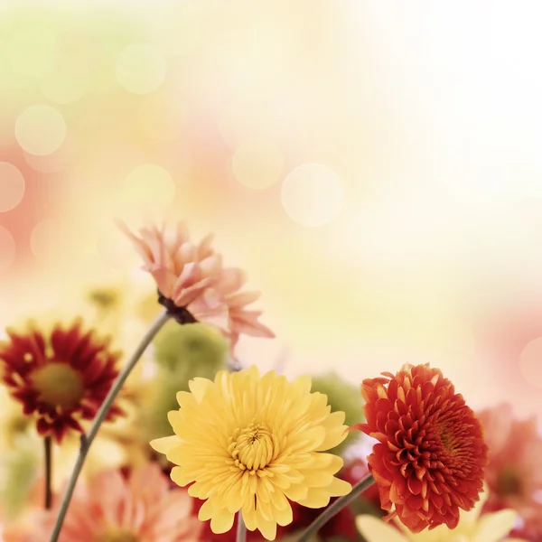 Färgglada mums blommor på varma bokeh bakgrund — Stockfoto