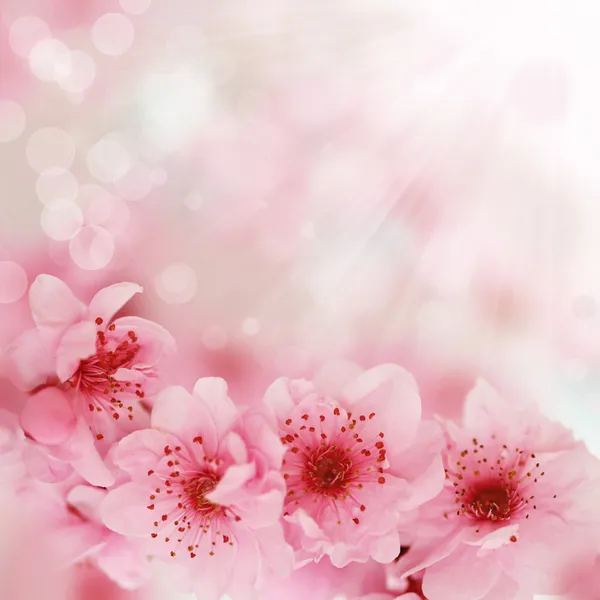 Soft spring cherry flowers background — Stock Photo, Image