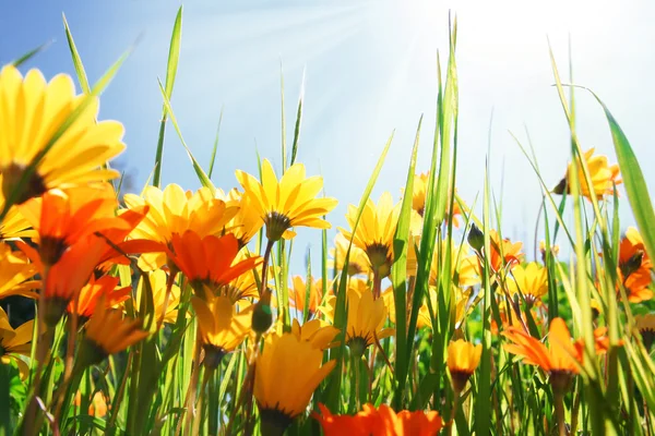 Champ de fleurs — Photo