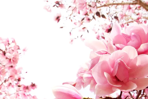 Árvore de magnólia primavera em flor — Fotografia de Stock