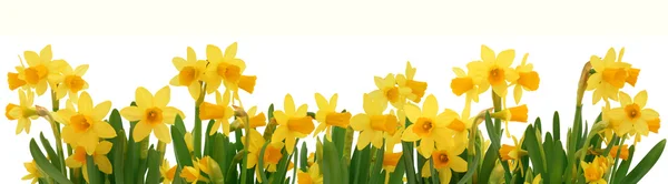 Spring daffodils border — Stock Photo, Image