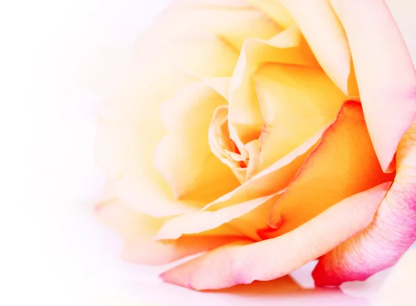 微妙的玫瑰 — 图库照片