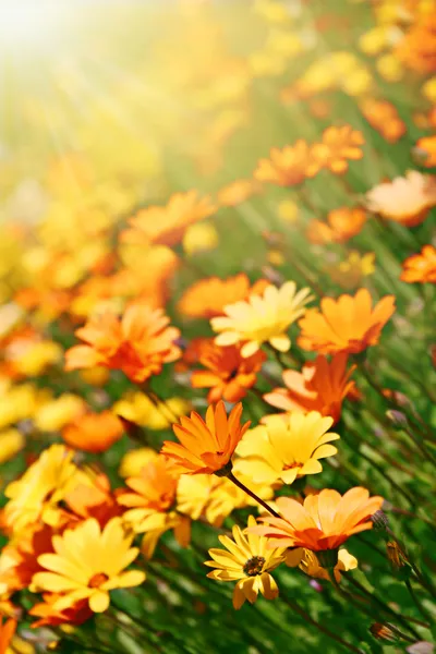 Campo de flores — Fotografia de Stock