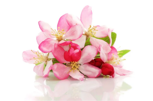 Spring cherry flowers — Stock Photo, Image