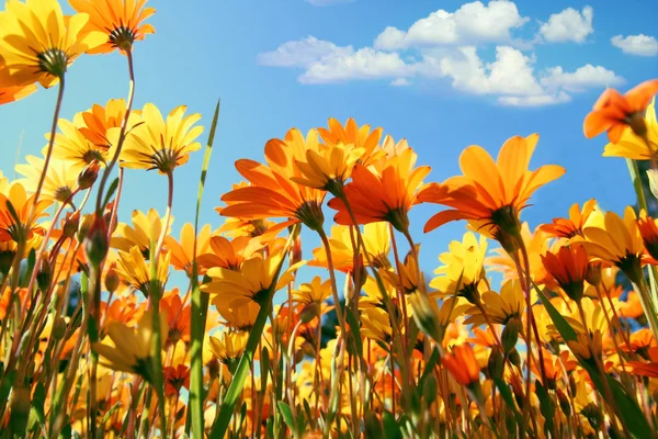 Champ de fleurs — Photo