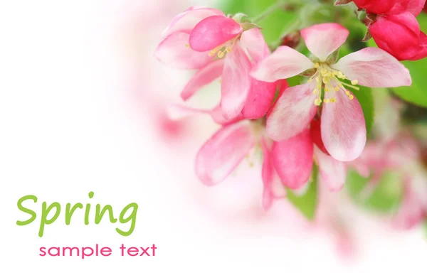 Spring cherry flowers — Stock Photo, Image