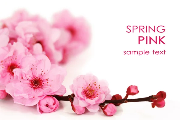 Spring cherry flowers — Stock Photo, Image