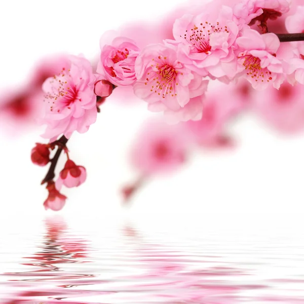 Spring cherry flowers — Stock Photo, Image