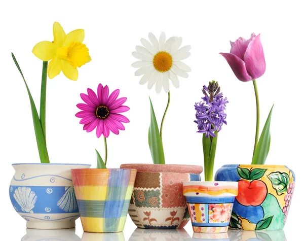 Spring in pots — Stock Photo, Image