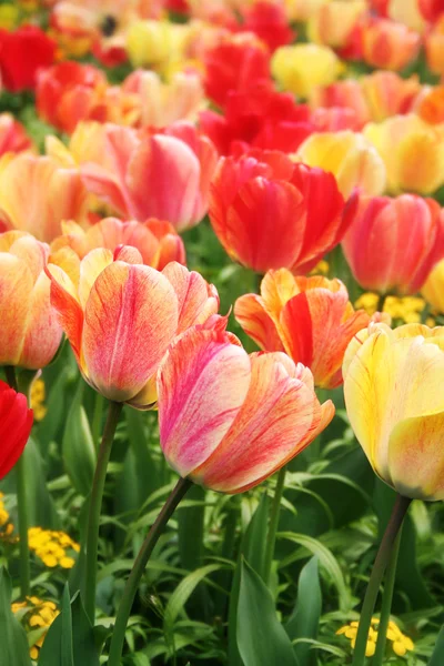 Tulipani primaverili primo piano — Foto Stock