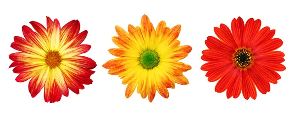 Drei perfekte Gänseblümchen mit Schnittpfad — Stockfoto