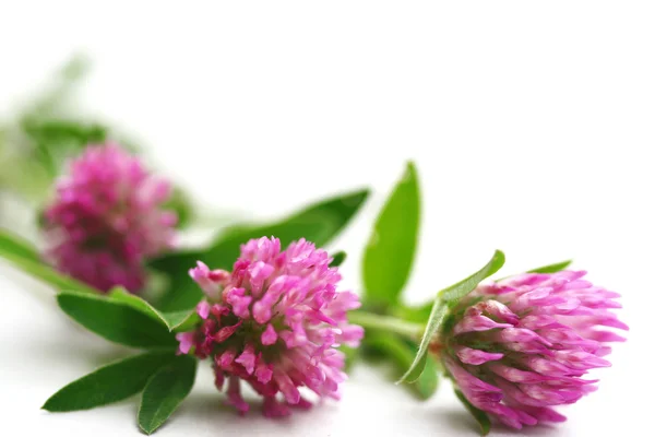 Pink clover — Stock Photo, Image