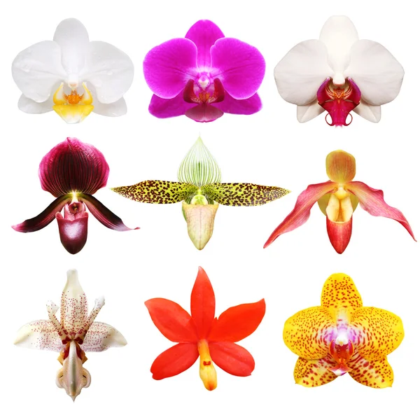 Collezione di orchidee colorate — Foto Stock