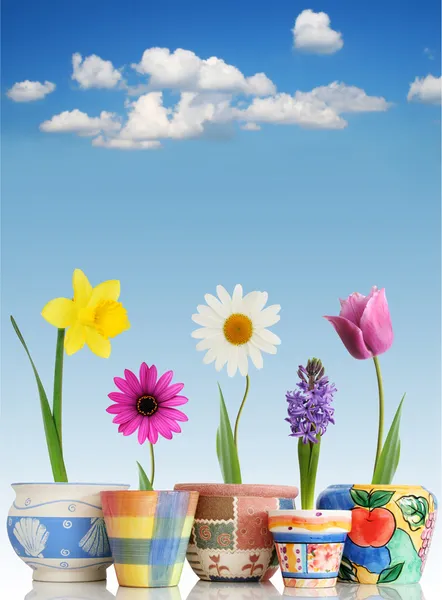 Spring in pots — Stock Photo, Image