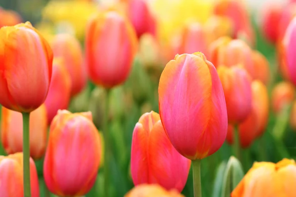 Tulpen aus nächster Nähe — Stockfoto
