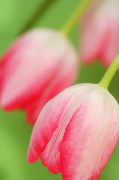 Tulpe in Großaufnahme — Stockfoto