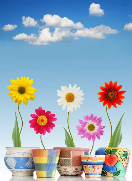 Fun daisies in pots — Stock Photo, Image