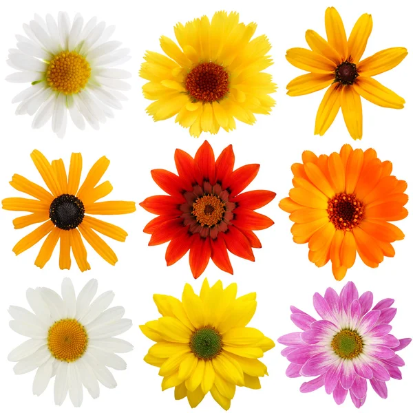 Daisy collection — Stock Photo, Image