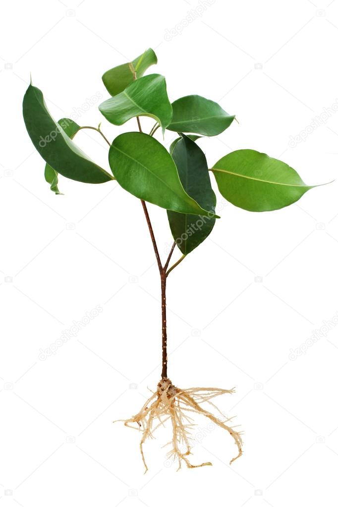 Ficus tree seedling with roots