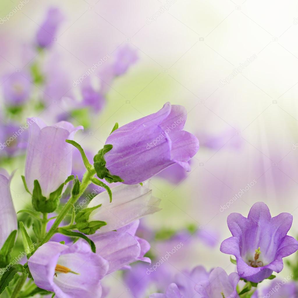 Purple spring summer flowers on bokeh background