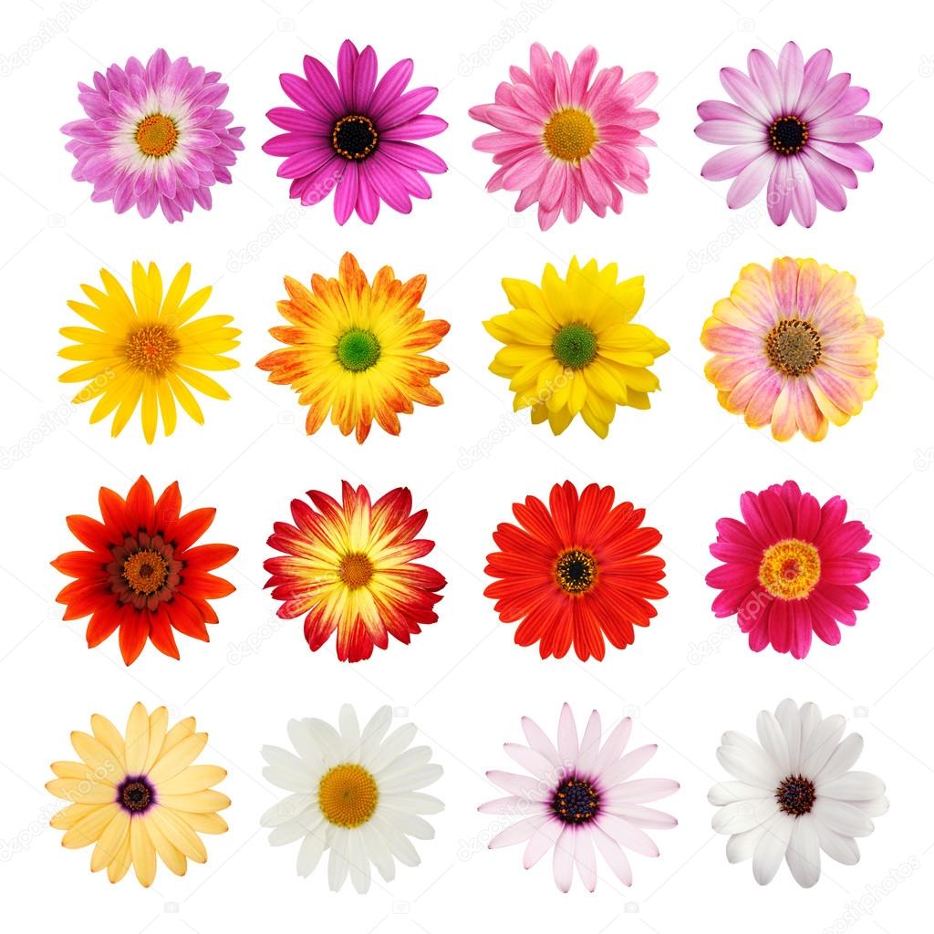 The perfect daisy collection